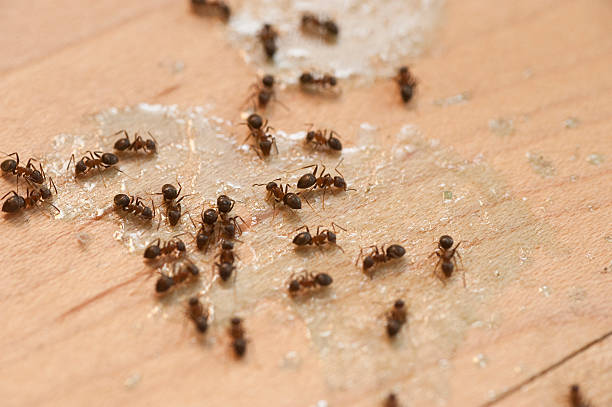 Professional Pest Control in Elgin, OR
